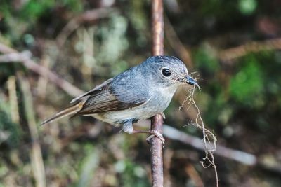 Close-up of bird perching outdoors