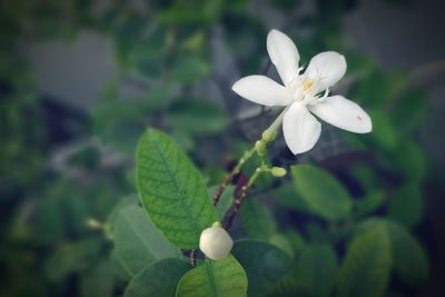 Close-up of white flowers blooming outdoors