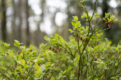 plant