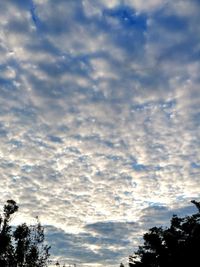 Low angle view of silhouette trees against sky