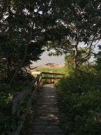 Walkway amidst trees