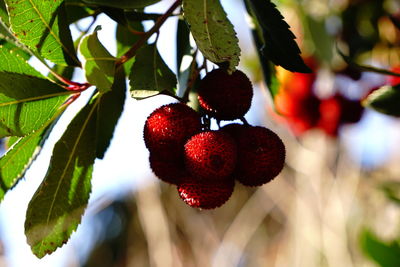 Close-up of strawberries on tree