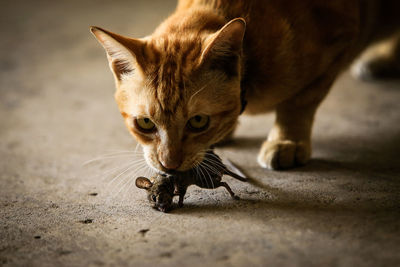 Close-up of a cat looking away