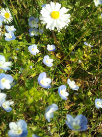 Close-up of white daisy flowers in field