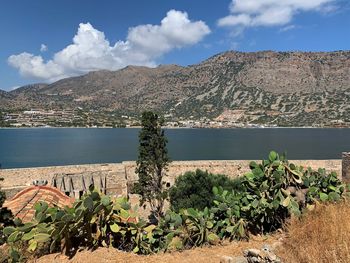 Plants growing by mountains against sky