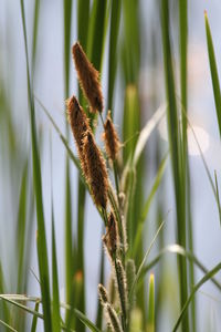 Close-up of stalks on grass in field