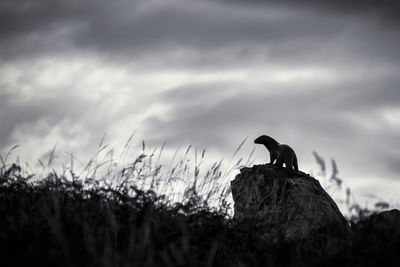 Silhouette bird perching on rock against sky