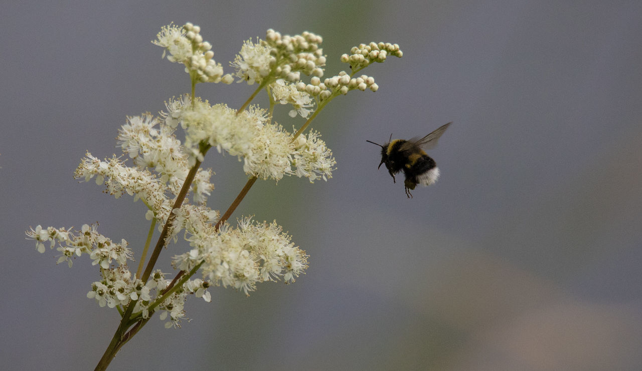 CLOSE-UP OF HONEY BEE ON FLOWER