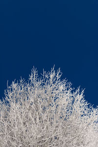 Low angle view of frozen plants against clear blue sky