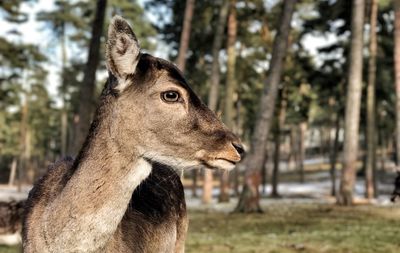 Close-up of deer looking away
