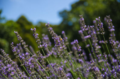 Close-up of purple flowering plants on field