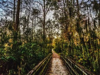 Footpath amidst trees in forest