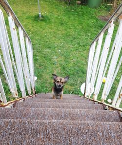 Portrait of dog on grass