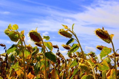 Close-up of yellow flowering plants on field against sky