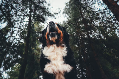 Low angle view of dog in forest
