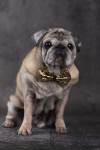 Portrait of a beautiful elderly pug with a bow tie on a gray background