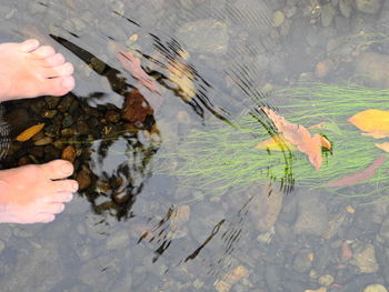 High angle view of toes in clear creek with ripples and water plants 
