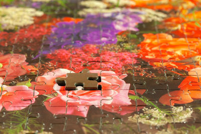 High angle view of pink flowering plants