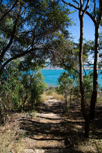 Footpath amidst trees against sky