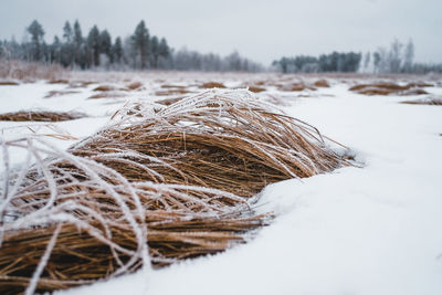 Dry plants on snow covered land