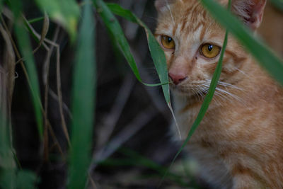 Close-up portrait of a cat