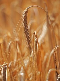 Close-up of wheat growing on field