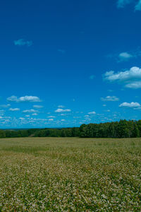 Scenic view of field against sky