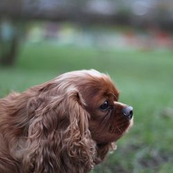 Close-up of cavalier king charles spaniel