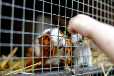 Cute guinea pigs on animal farm in hutch. guinea pig in cage on natural eco farm. animal livestock 