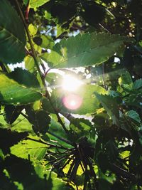 Low angle view of tree against sunlight
