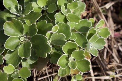 Close-up of leaves