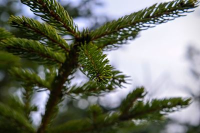 Close-up of leaves