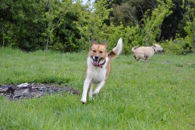 Dogs running on grass