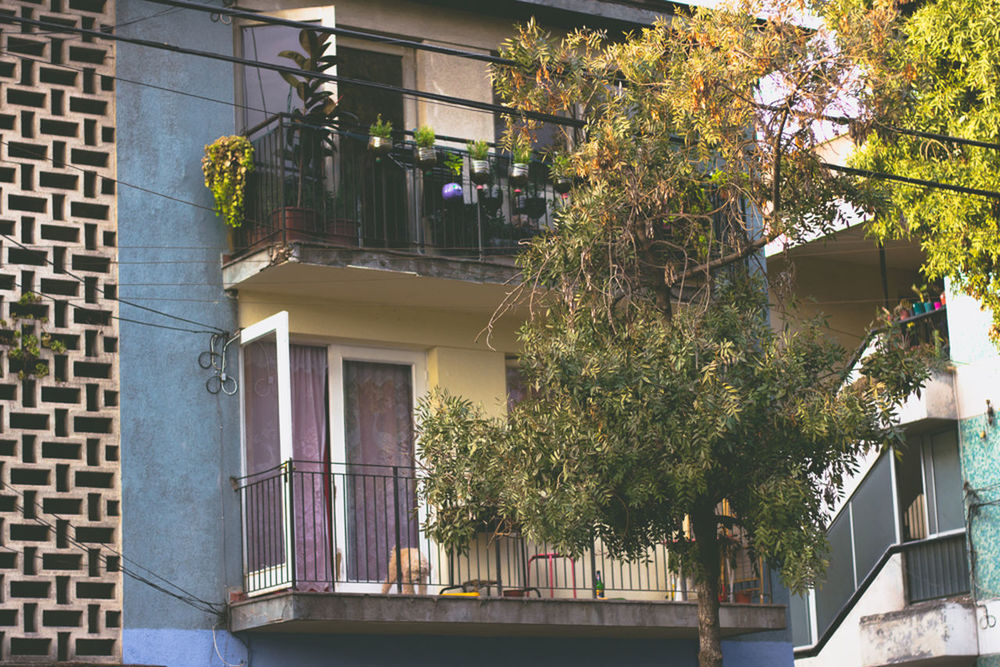LOW ANGLE VIEW OF POTTED PLANTS ON BUILDING
