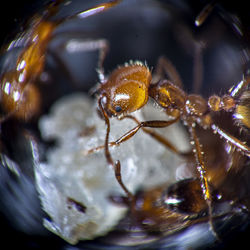 Close-up of ants