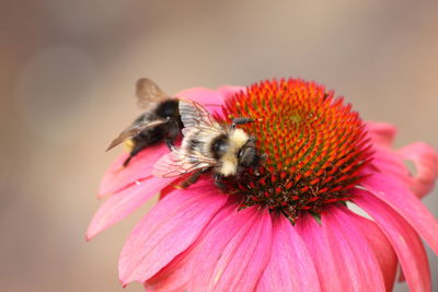 Close-up of bee pollinating on pink flower