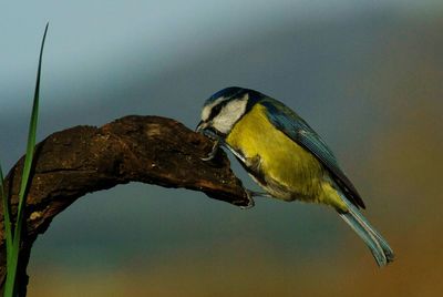 Close-up of bird perching on yellow leaf against sky