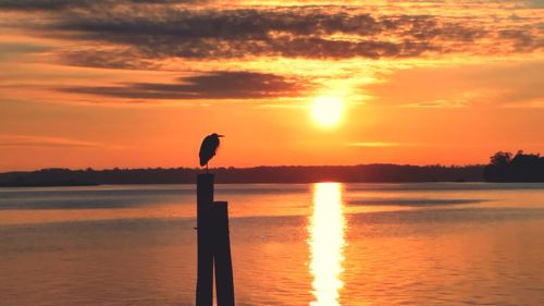 Silhouette bird perching on tree by sea against orange sky