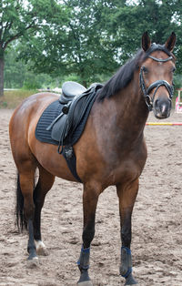 Portrait photograph of a horse while grazing in the pasture