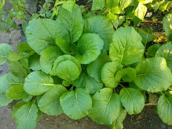 High angle view of plant