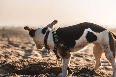 View of a dog