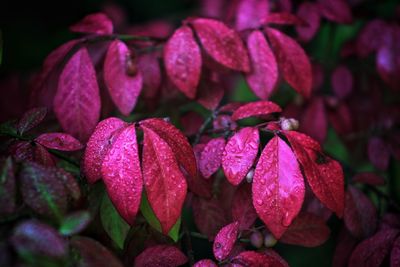 Close-up of pink hydrangea flowers