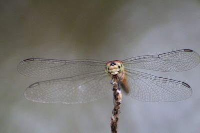 Close-up of dragonfly on twig