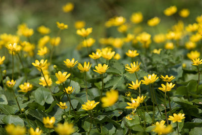 Close-up of yellow flowering plants on field