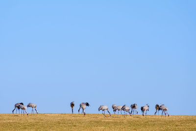 European cranes walking in a field and eating