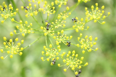 Close-up of bee flying by flowers