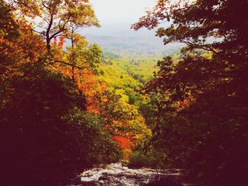 Scenic view of trees