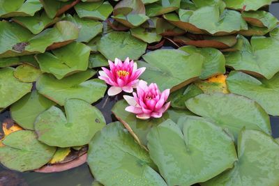 Close-up of pink lotus water lily in pond