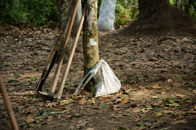 Dry plants hanging on tree trunk in forest