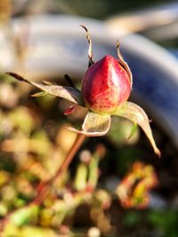 Close-up of red berries on plant